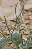 Matthiola bucharica