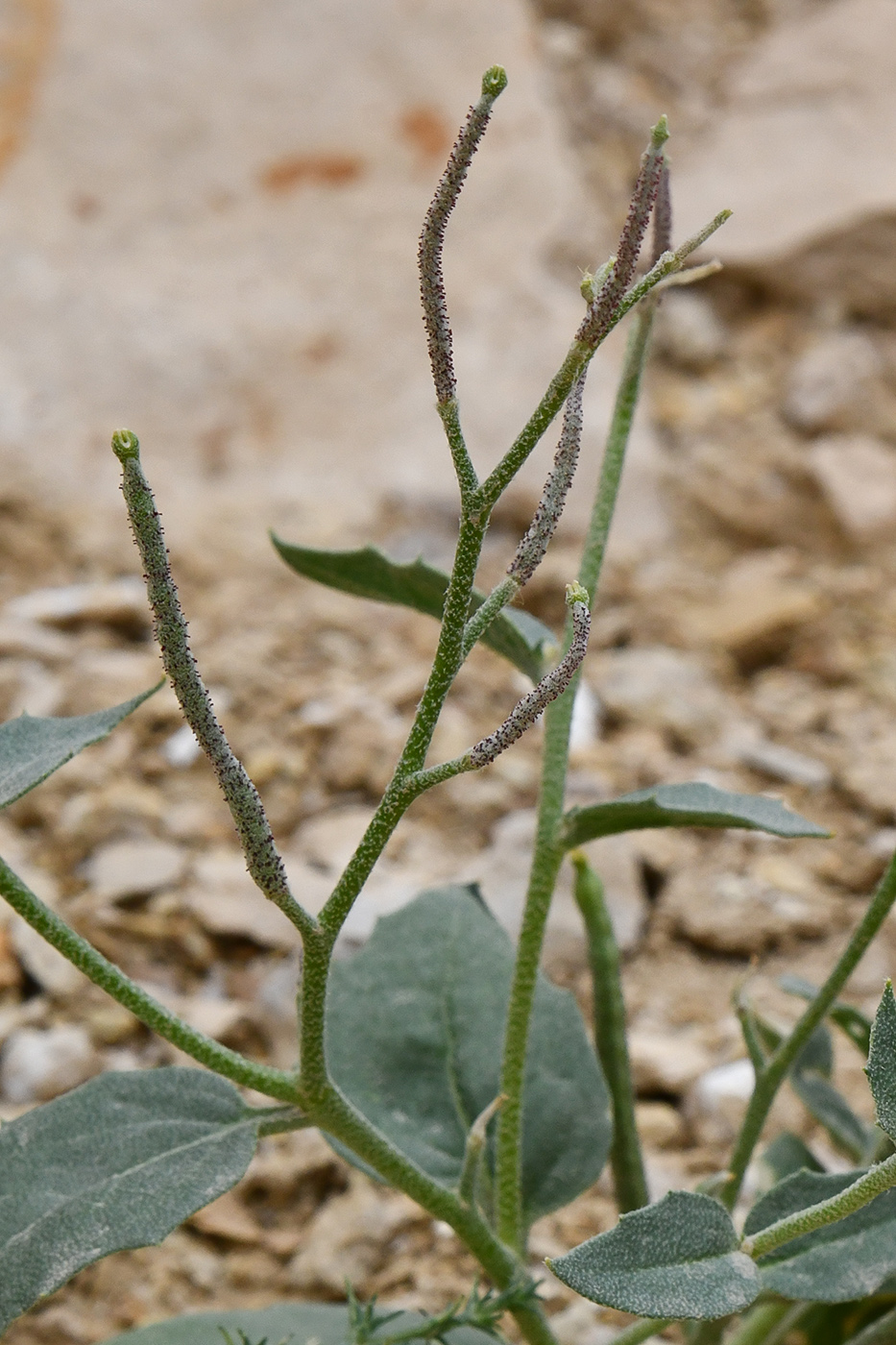 Image of Matthiola bucharica specimen.