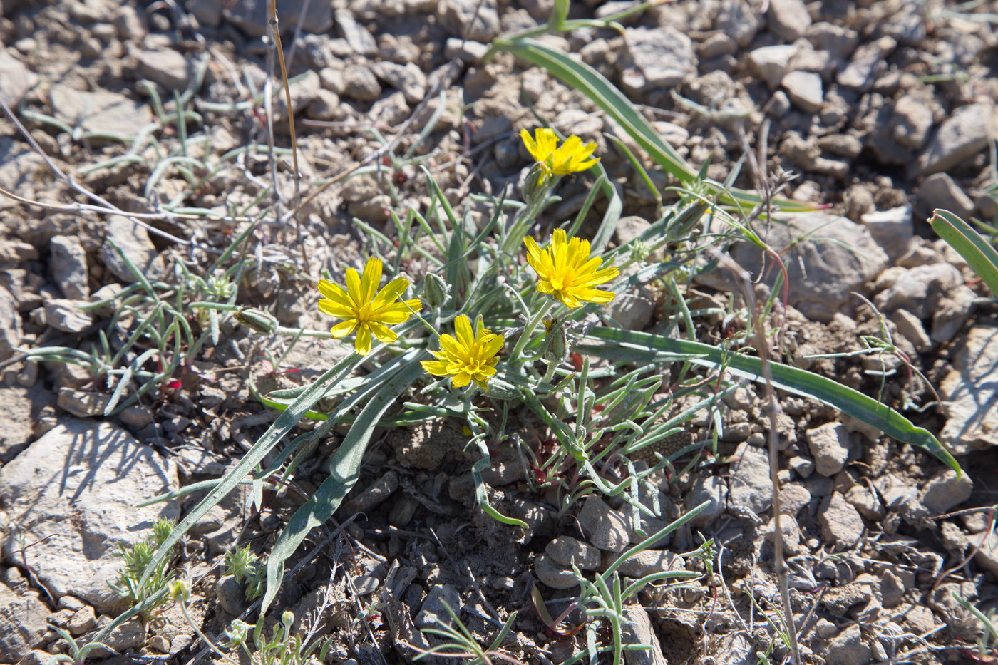 Image of Scorzonera tuberosa specimen.
