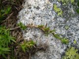 Minuartia aizoides
