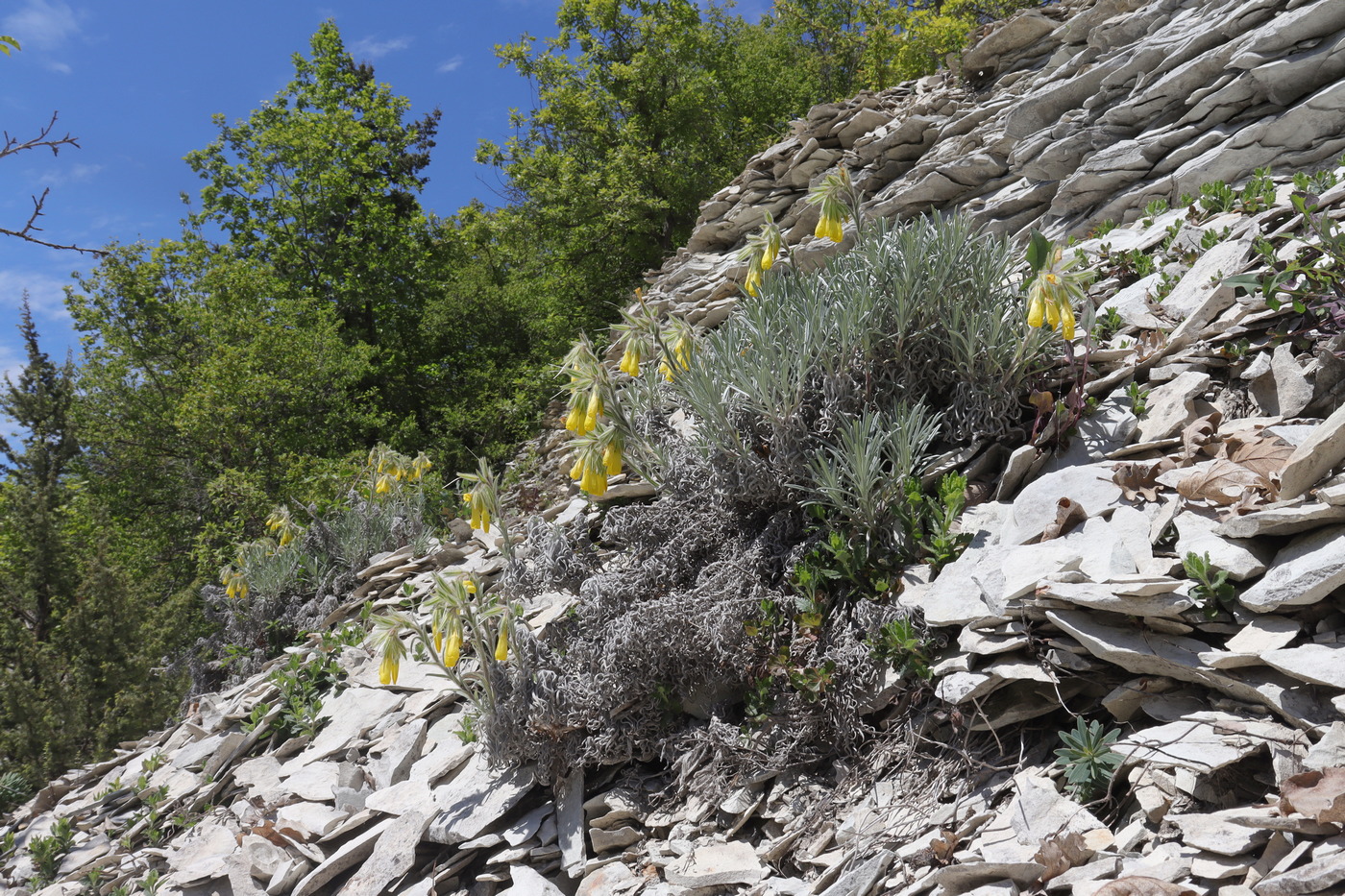 Image of Onosma polyphylla specimen.