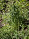 genus Pedicularis. Растение с развивающимися соцветиями. Пермский край, Кунгурский р-н, окр. с. Плехановское, ур. Спасская гора, берёзовая роща, распадок. 26.05.2025.