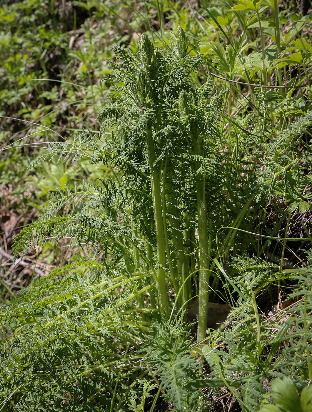 Image of genus Pedicularis specimen.