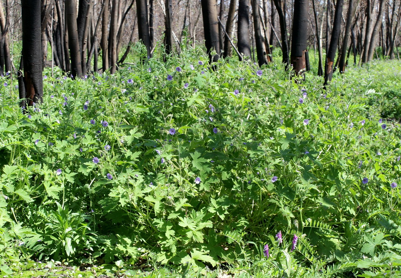 Image of Geranium bohemicum specimen.
