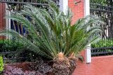 Cycas taitungensis. Верхушка растения с формирующимся микростробилом. Китай, г. Шанхай, в культуре. 25.05.2025.