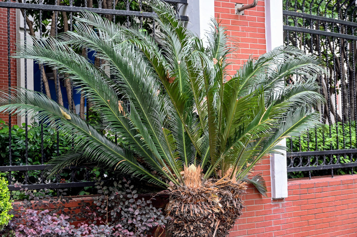 Изображение особи Cycas taitungensis.