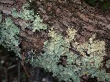Flavoparmelia caperata. Талломы. Абхазия, окр. г. Новый Афон, Иверская гора, дубрава, на стволе Quercus iberica. 12.06.2025.