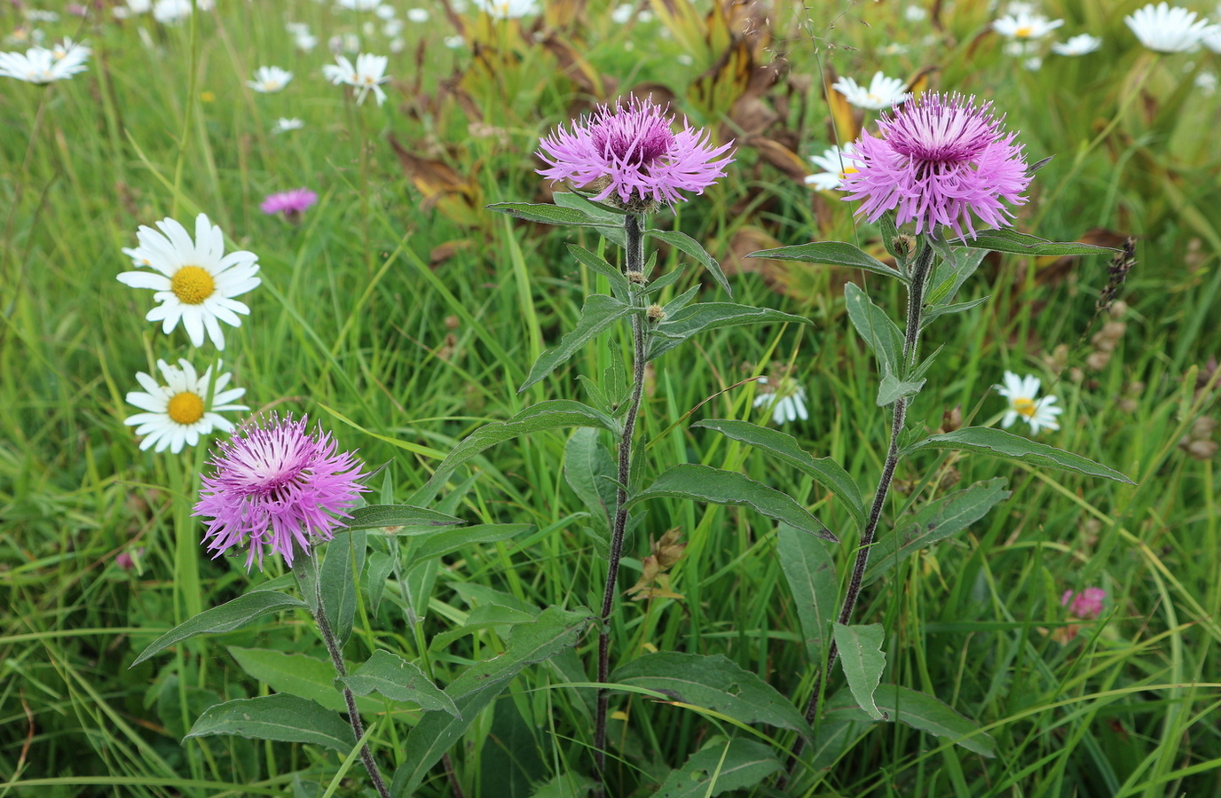 Image of genus Centaurea specimen.