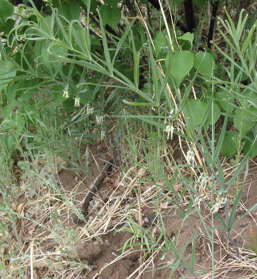 Image of Polygonatum sibiricum specimen.