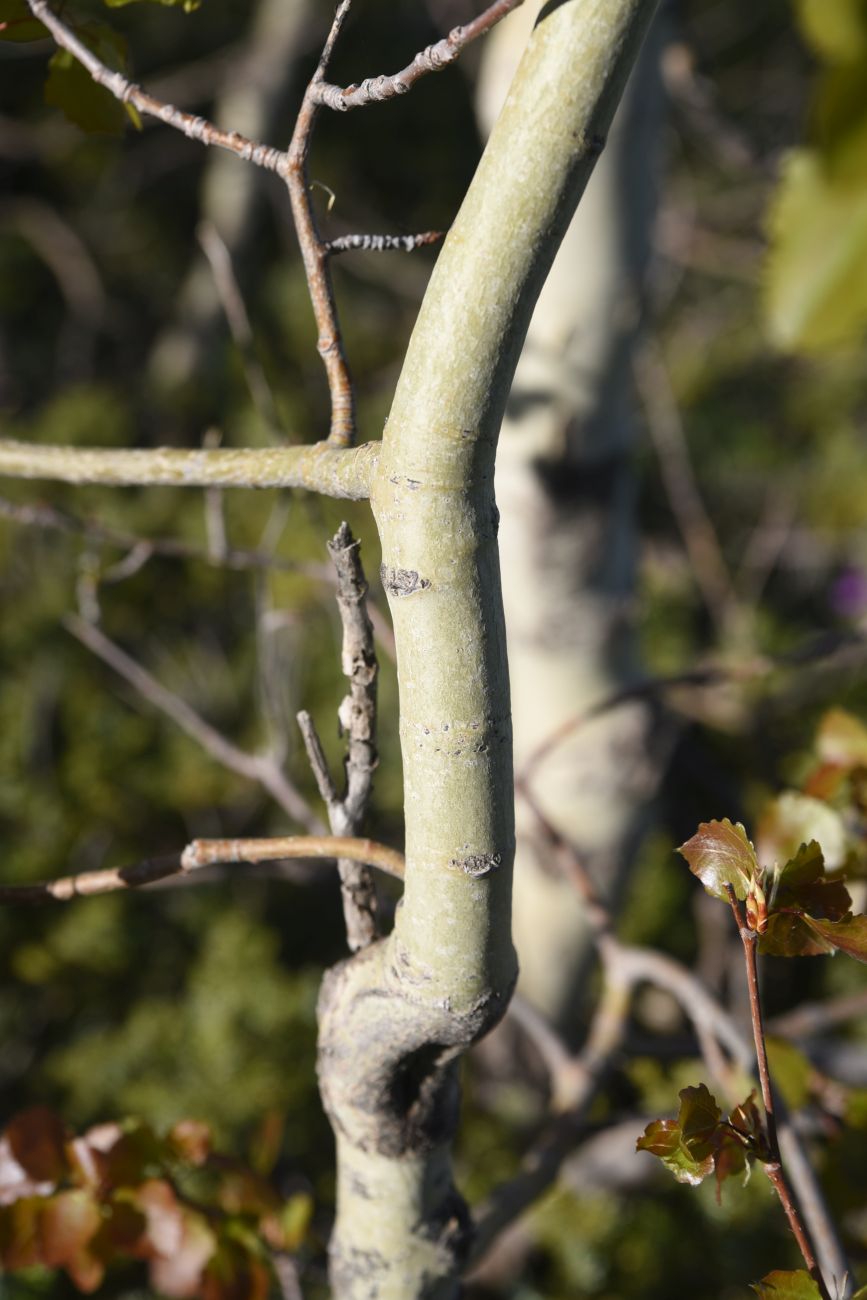 Image of Populus tremula specimen.