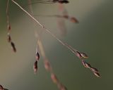 Panicum bisulcatum. Часть соплодия. Приморский край, Уссурийский ГО, окр. ж.-д. пл. 9194 км, дол. р. Раздольная на левом берегу, пойма, на песчано-илистой отмели. 22.09.2025.