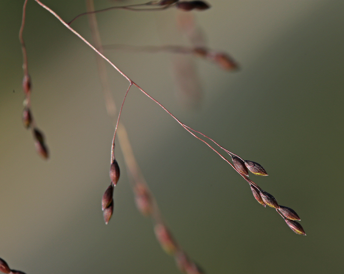 Изображение особи Panicum bisulcatum.