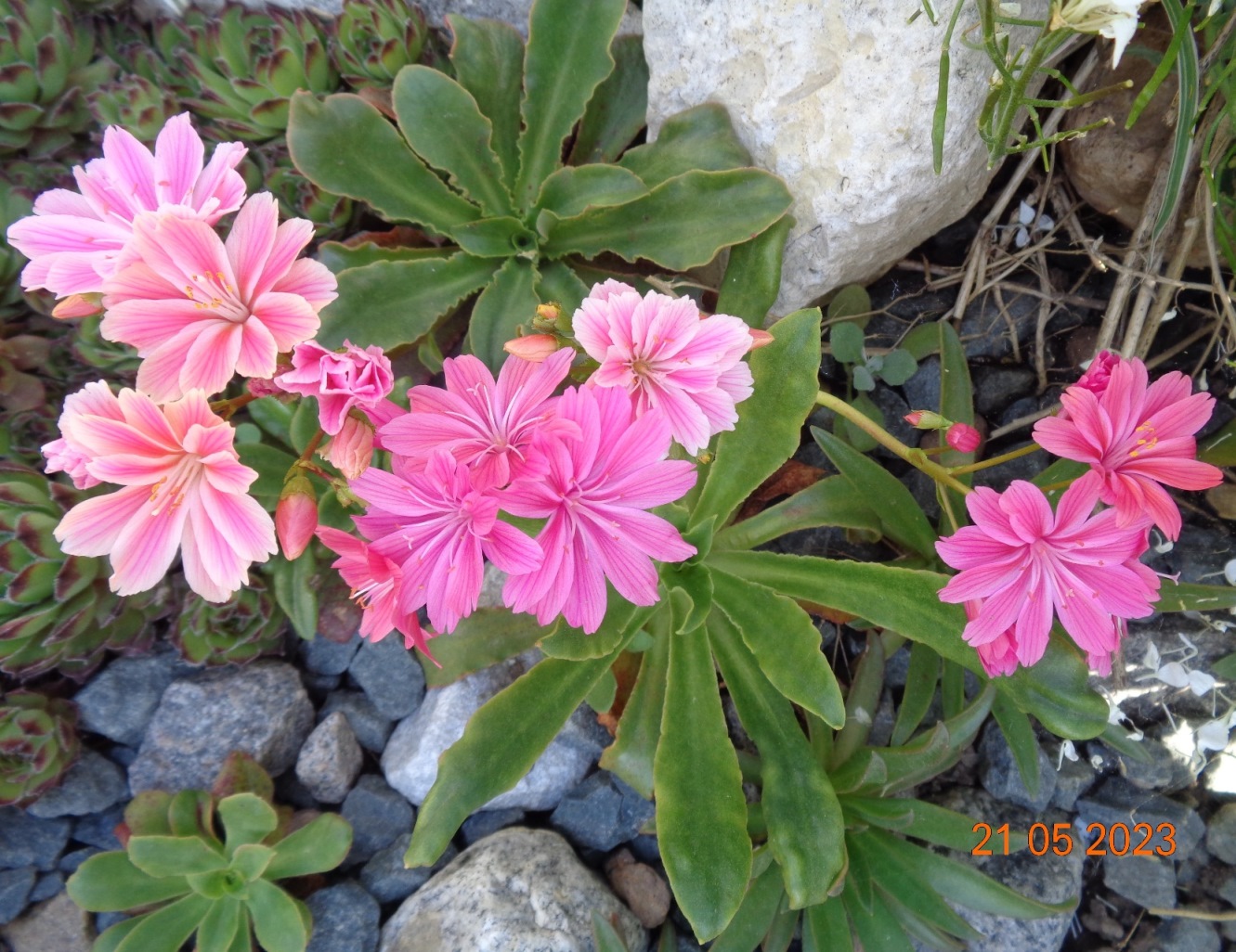 Image of Lewisia cotyledon specimen.