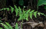 Pteridium aquilinum. Верхушка развивающейся вайи. Португалия, Азорские о-ва, о-в Сан-Мигел, р-н Ашада, опушка широколиственного леса. 12.08.2025.