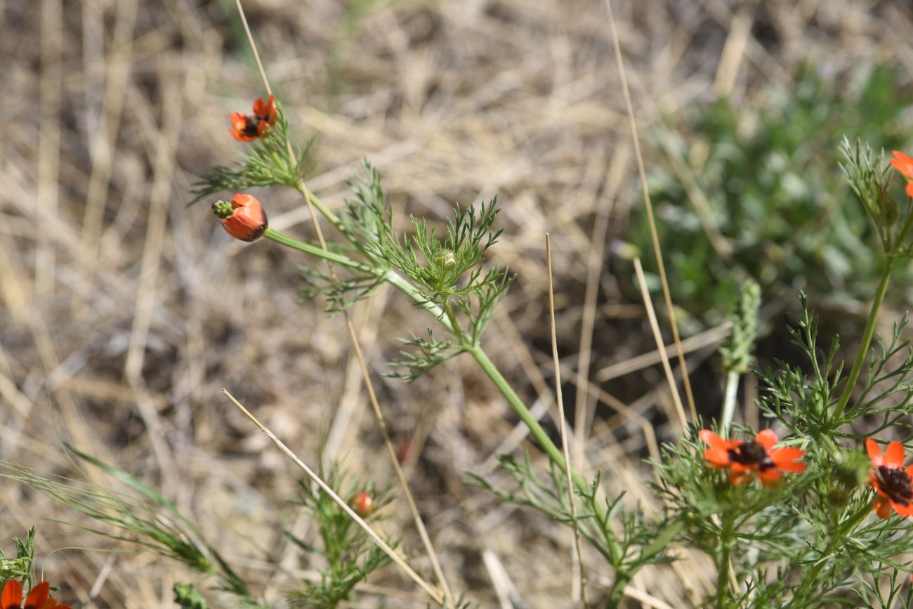 Изображение особи Adonis aestivalis.