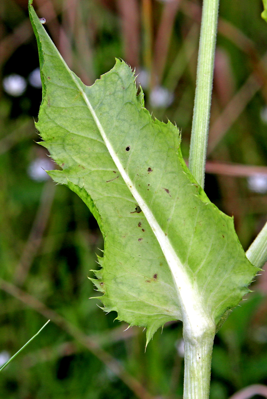 Изображение особи Cirsium oleraceum.