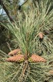 Pinus pallasiana. Верхушка ветви с шишками. Узбекистан, г. Ташкент, Юнусабадский р-н, парковая зона, в культуре. 10.10.2025.
