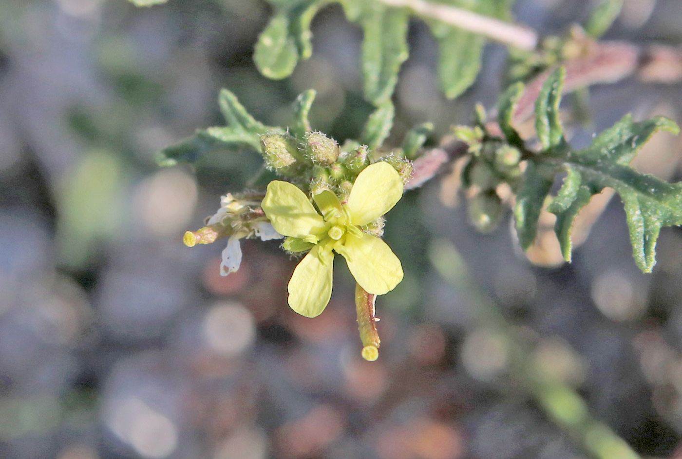 Image of Erucastrum gallicum specimen.