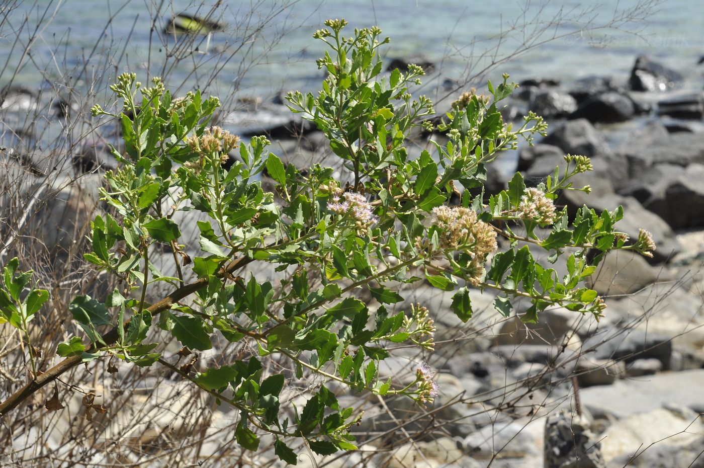Image of Pluchea indica specimen.