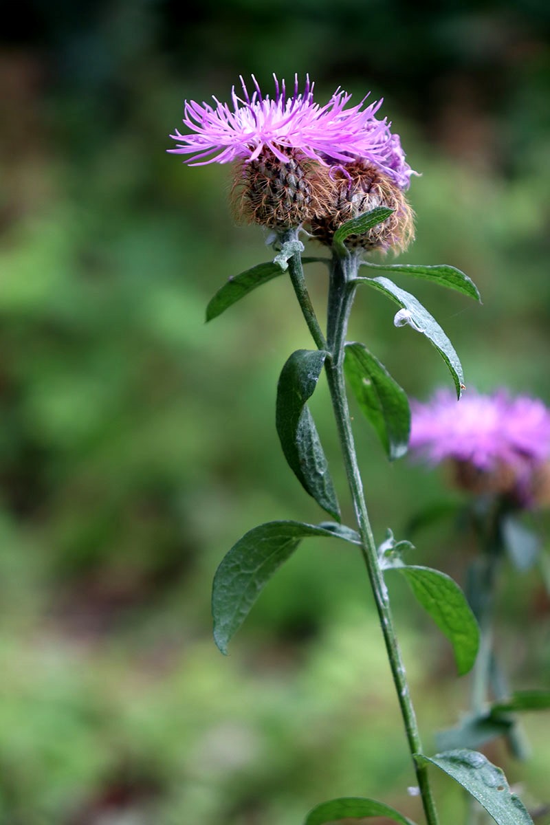 Image of Centaurea pseudophrygia specimen.