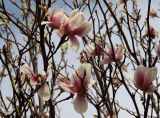 Magnolia × soulangeana. Часть кроны цветущего дерева. Узбекистан, Самарканд, Amir Temur Park. В культуре. 28.03.2025.