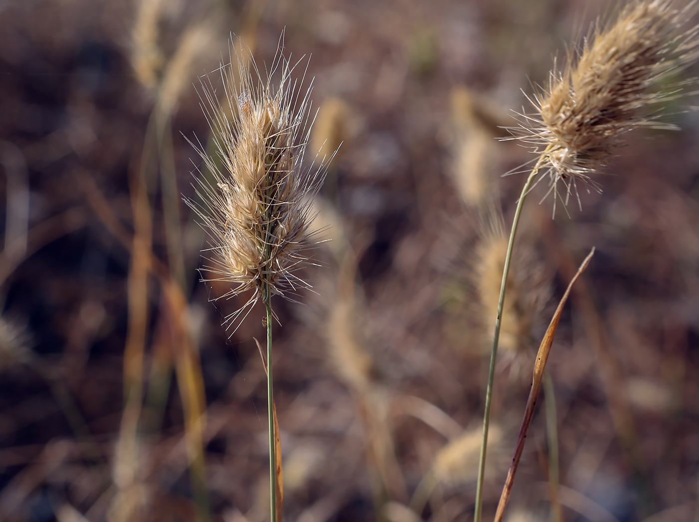 Image of Cynosurus echinatus specimen.
