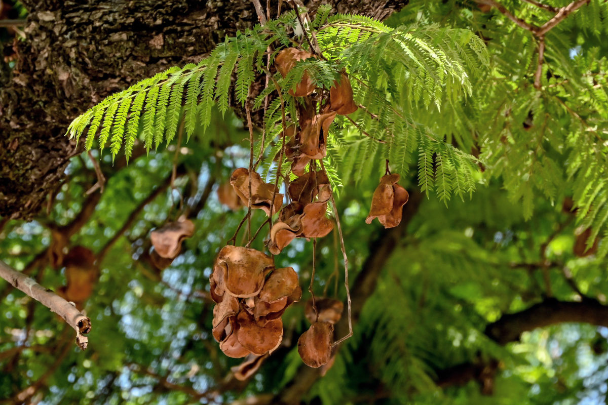 Изображение особи Jacaranda mimosifolia.