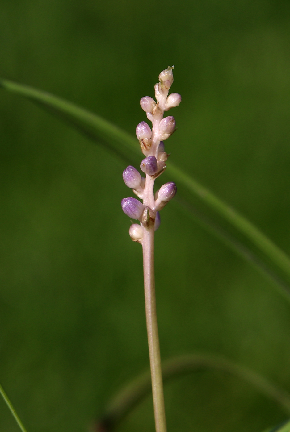 Image of Liriope muscari specimen.