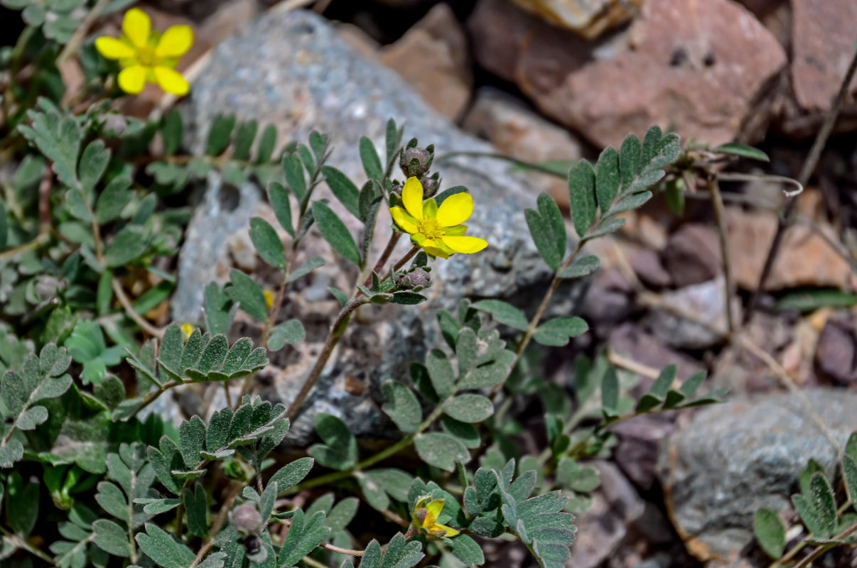 Image of Potentilla bifurca specimen.