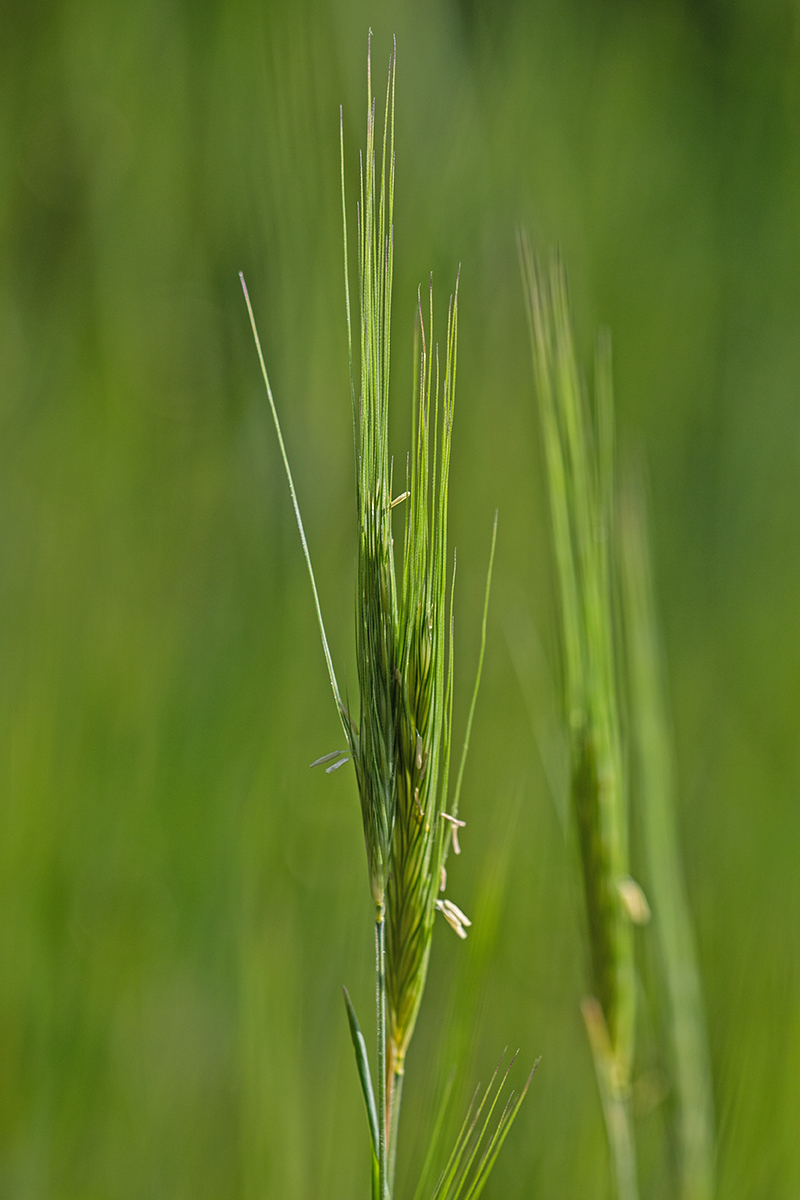 Image of familia Poaceae specimen.