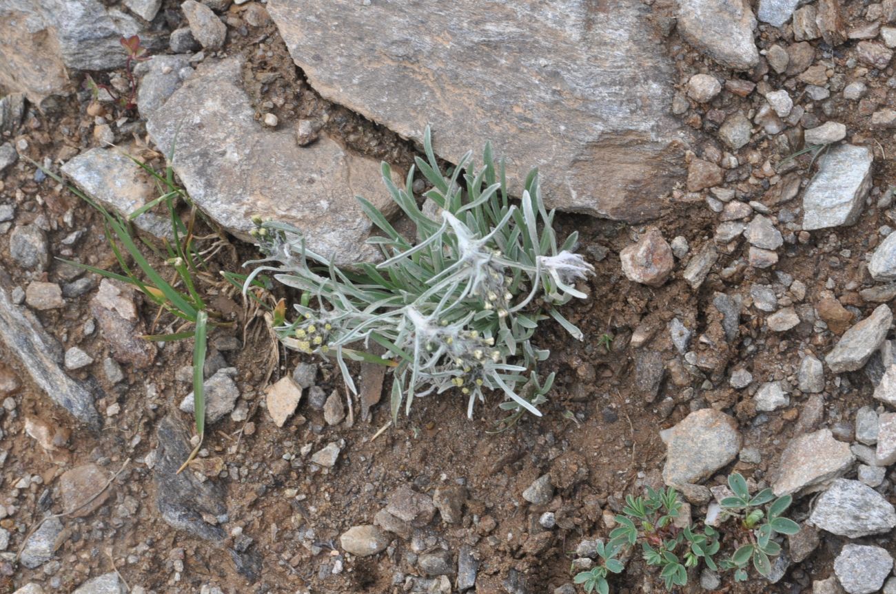 Изображение особи род Omalotheca.