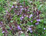 Glechoma hederacea