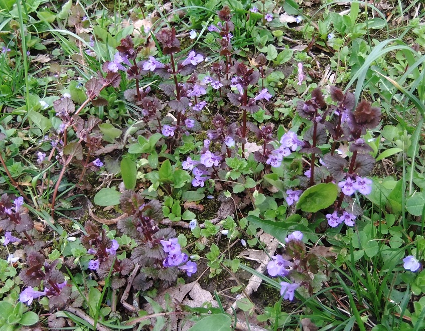 Изображение особи Glechoma hederacea.