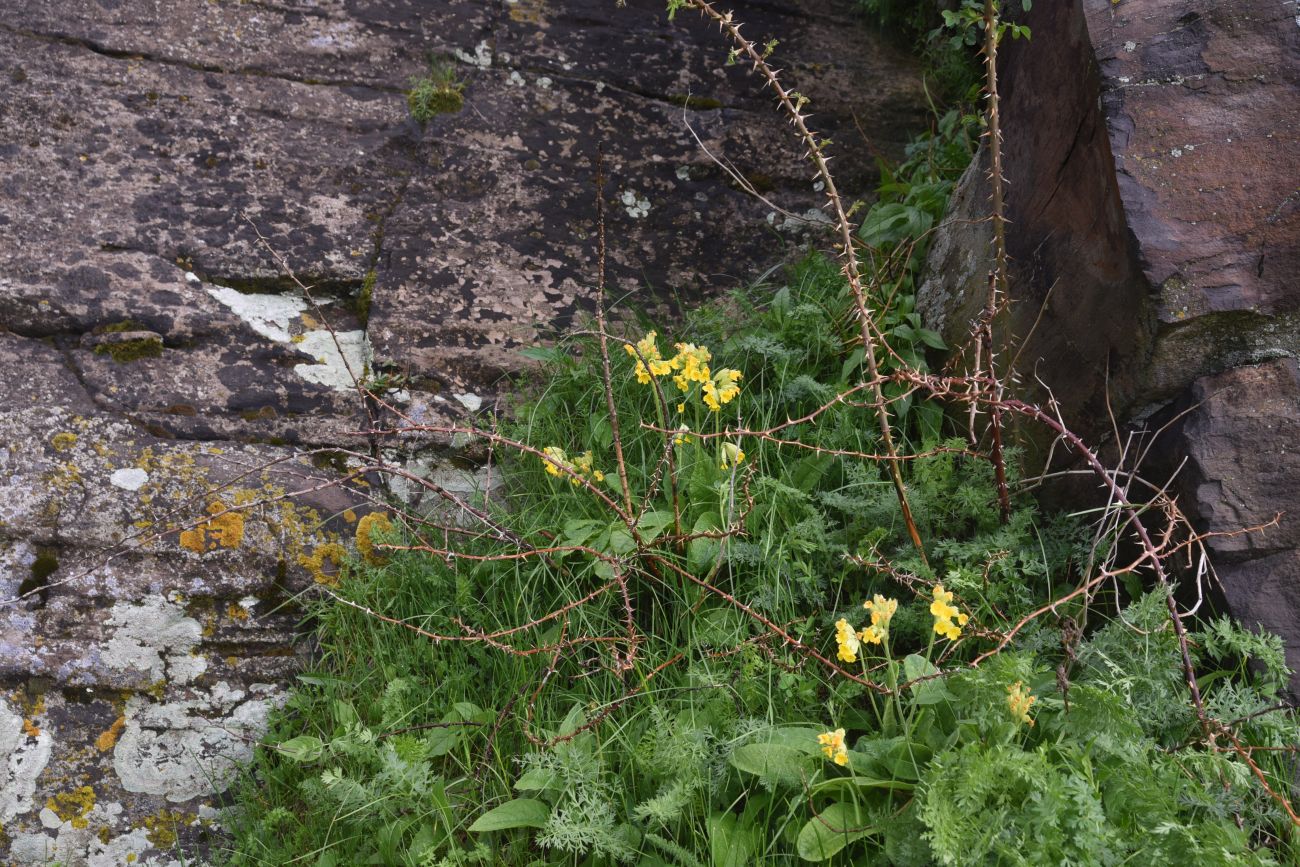 Изображение особи Primula macrocalyx.