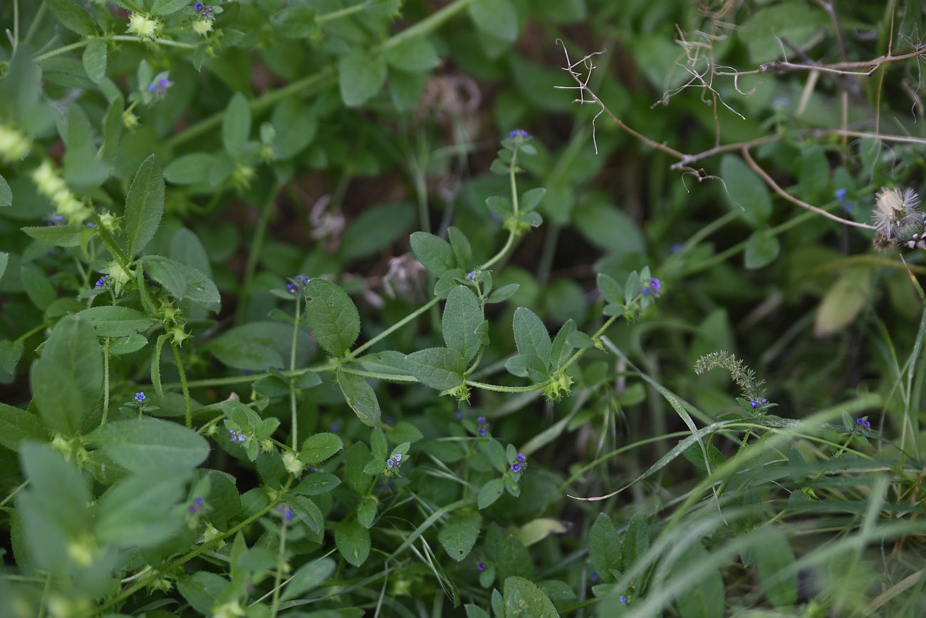 Изображение особи Asperugo procumbens.