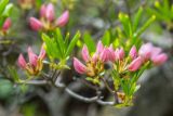 Rhododendron schlippenbachii. Ветвь с бутонами. Приморский край, Хасанский р-н, Голубиный утёс. 16.05.2025.