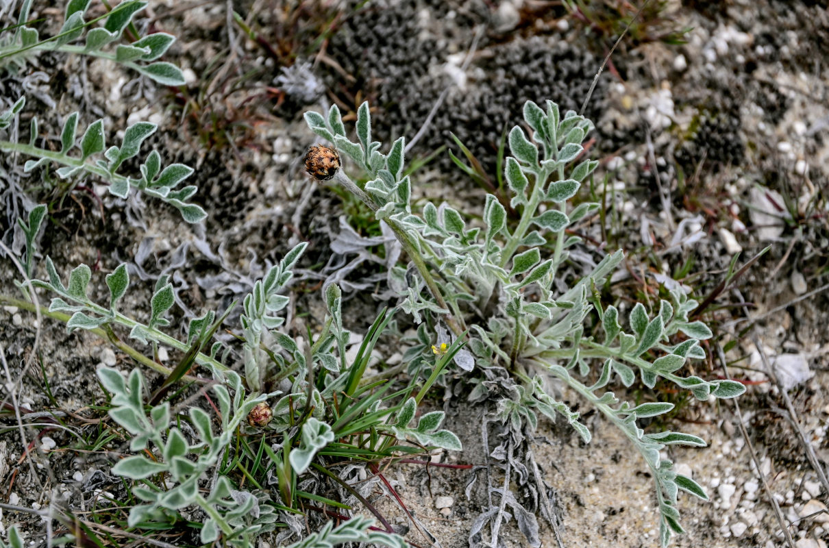 Изображение особи Psephellus marschallianus.