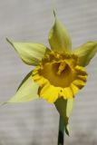 Narcissus pseudonarcissus. Центральная часть цветка (видно рыльце пестика и пыльники; одна доля околоцветника утрачена). Ленинградская обл., Ломоносовский р-н, дер. Дубки, дачный участок, в культуре. 01.05.2026.