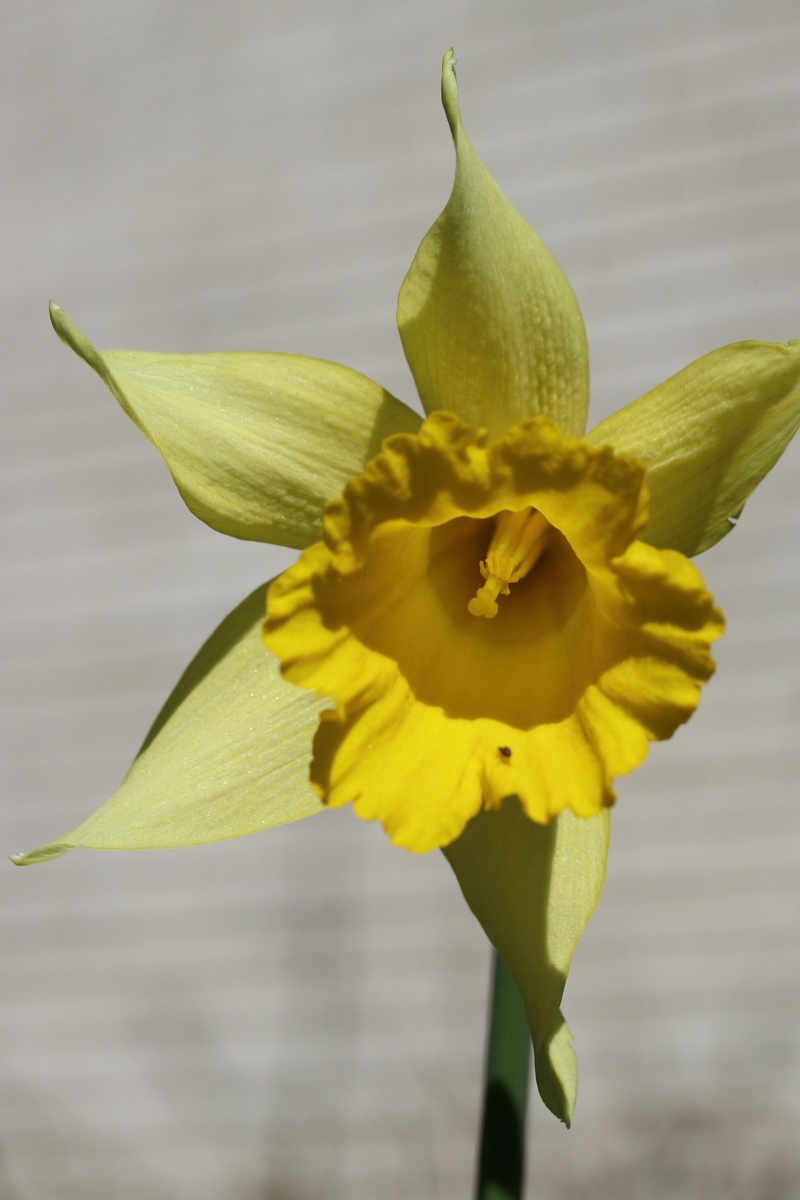 Image of Narcissus pseudonarcissus specimen.