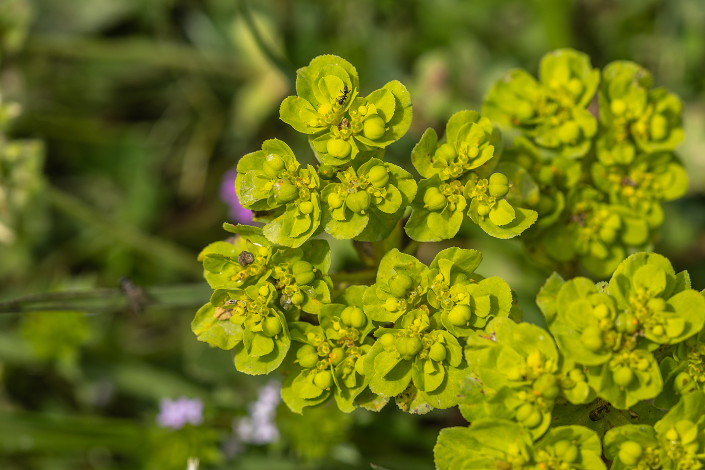 Изображение особи Euphorbia helioscopia.