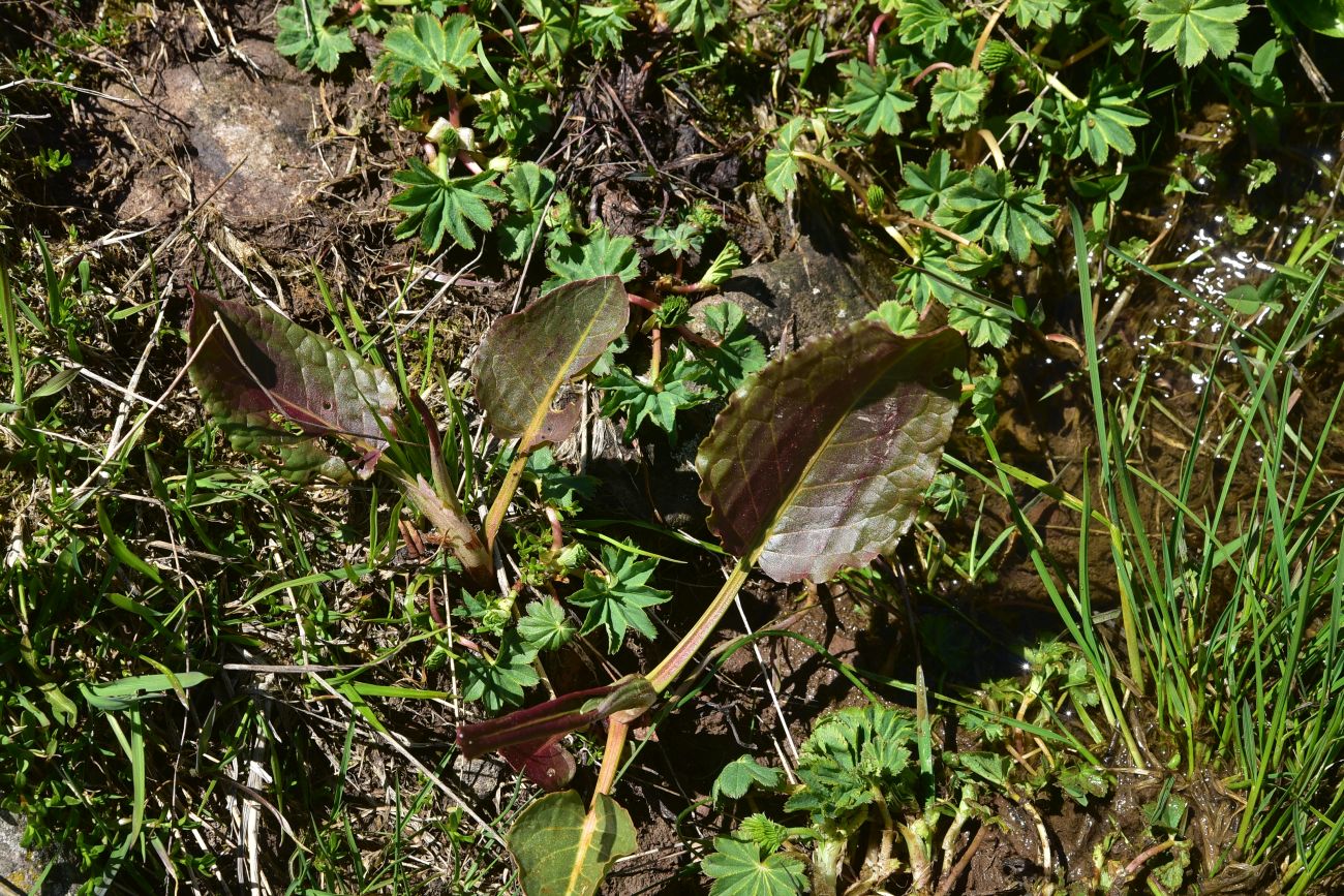 Image of Unknown species specimen.