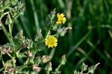 Helminthotheca echioides. Верхушки побегов с соцветиями. Португалия, г. Лиссабон, берег реки. 16.06.2026.