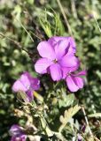 Linum olgae