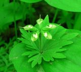 Eranthis stellata