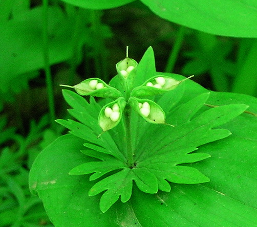 Image of Eranthis stellata specimen.