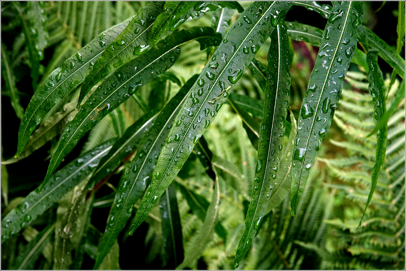Изображение особи Chamaenerion angustifolium.