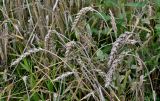 Triticum aestivum