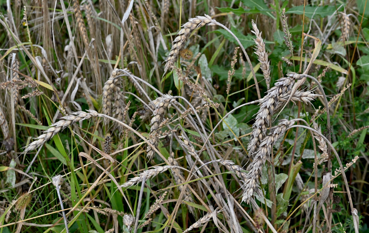 Image of Triticum aestivum specimen.