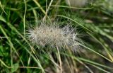 Смотреть изображение Pennisetum villosum
