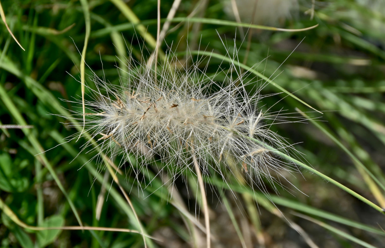 Изображение особи Pennisetum villosum.